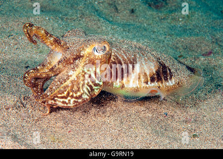 Tintenfische, Kalmare, Kanaren, Atlantik / (Sepia Officinalis) Stockfoto