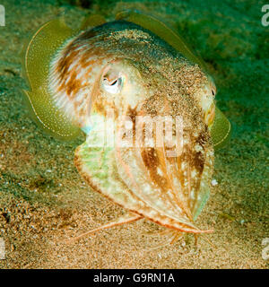 Tintenfische, Kalmare, Kanaren, Atlantik / (Sepia Officinalis) Stockfoto