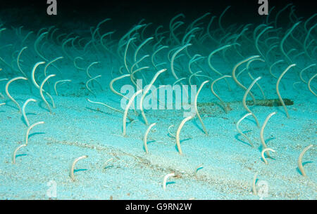 Eel Garden, Hurghada, Ägypten, Afrika / (Gorgasia Sillneri) / Sandaal Stockfoto