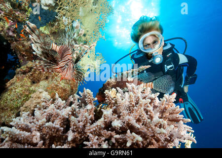 Taucher und Feuerfische am Korallenriff, Rotes Meer, Ägypten, Afrika (Pterois Miles) Stockfoto