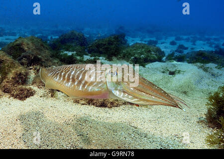 Tintenfische, Kalmare, Kanaren, Atlantik / (Sepia Officinalis) Stockfoto