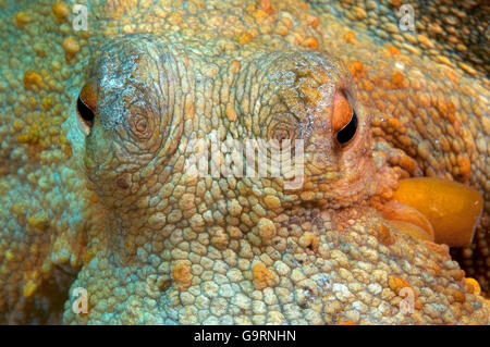 Oktopus, Mittelmeer, Cote d ' Azur, Frankreich / (Octopus Vulgaris) Stockfoto