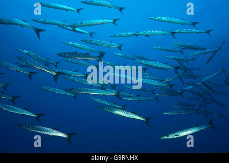 mediterrane Barracuda, Raubtier, Fischschwarm, mediterrane / (größten Viridensis) Stockfoto