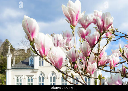 Magnolienblüten und Schloss im Frühling vor Schloss Stockfoto