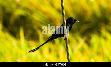 Ein einsamer schwarzer Drongo, der auf einem Kabel sitzt Stockfoto