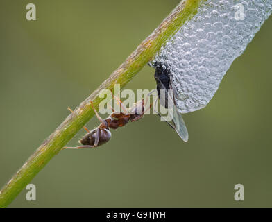 Eine Ameise, die Inspektion einer Fliege gefangen im Cuckoo Spit, Philaenus Spumarius auf Stamm in Lancashire, UK Stockfoto