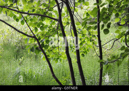 Espe Bäume auf dem Sumpf Stockfoto