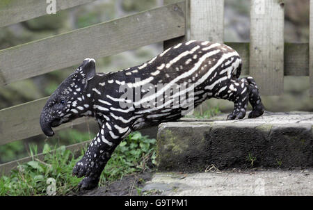 Vasan, ein Baby Tapir, das sein Gehege im Edinburgh Zoo erkundet. Stockfoto