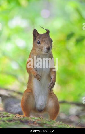 Eichhörnchen stehend. Neugierig schaut in die Kamera. Stockfoto