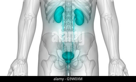 Menschlichen Körper Organe Anatomie (Nieren) Stockfoto