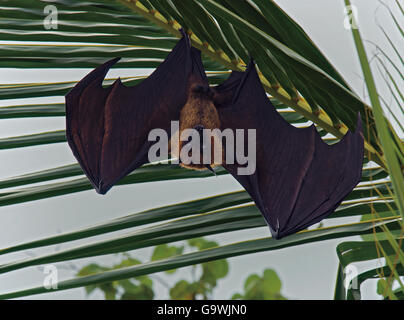 Flying Fox, Pteropus Hypomelanus hängen von Palme auf den Malediven Stockfoto