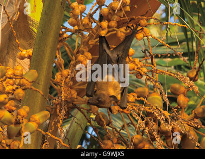 Flying Fox, Pteropus Hypomelanus hängen von Palme auf den Malediven Stockfoto