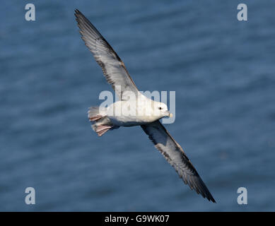 Nördlichen Fulmar, Fulmarus Cyclopoida, fliegen über Meer in Bempton Cliffs in England Stockfoto