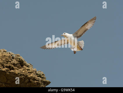 Fulmar (Fulmarus Cyclopoida) schweben über Klippen in Dorset, England Stockfoto