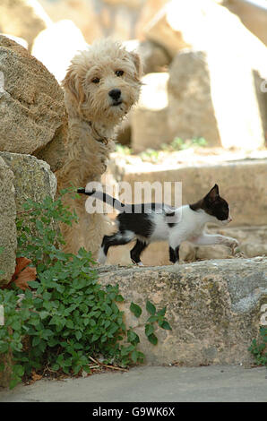 Katze und Hund Stockfoto