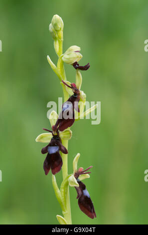 Nahaufnahme der Fliegenorchidee (Ophrys insectifera), Großbritannien Stockfoto