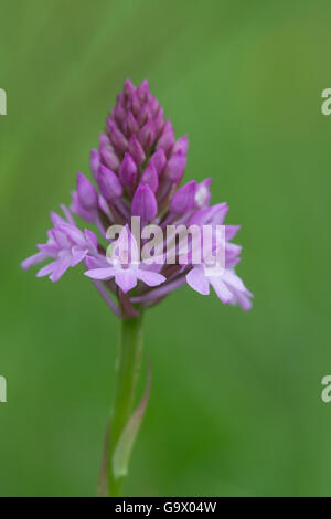 Nahaufnahme der pyramidalen Orchidee (Anacamptis pyramidalis), UK Stockfoto