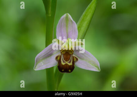 Nahaufnahme der Bienen-ragwurz (Ophrys apifera), Großbritannien Stockfoto