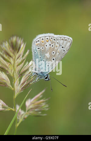 Männliche gemeinsame blauer Schmetterling (Polyommatus Icarus) thront auf dem Rasen in Hampshire, England Stockfoto