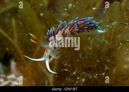 Tricolor Nacktschnecken, Cratena Sea Slug, mediterrane / (Cratena Peregrina) Stockfoto