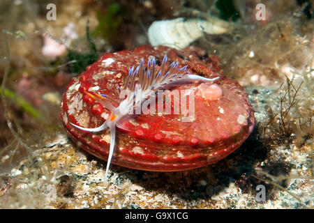 Tricolor Nacktschnecken, Cratena Sea Slug, mediterrane / (Cratena Peregrina) Stockfoto