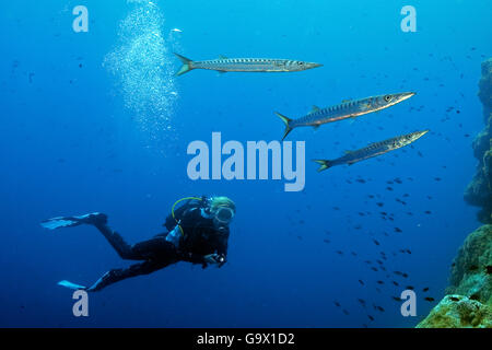 Taucher und mediterranen Barracuda, mediterrane / (größten Viridensis) Stockfoto