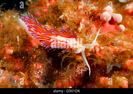 Tricolor Nacktschnecken, Cratena Sea Slug, mediterrane / (Cratena Peregrina) Stockfoto