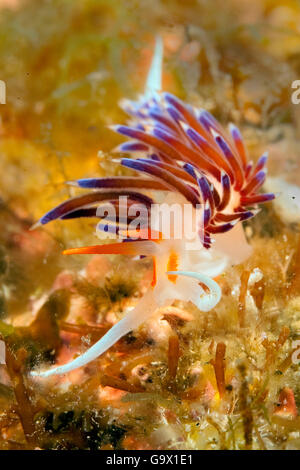 Tricolor Nacktschnecken, Cratena Sea Slug, mediterrane / (Cratena Peregrina) Stockfoto