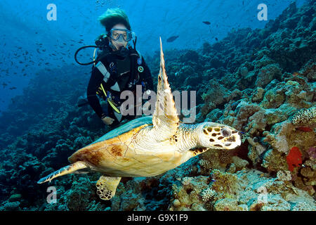 Taucher und Hawksbill Schildkröte, Dahab, Sinai, Ägypten, Golf von Aqaba, Rotes Meer, Afrika / (Eretmochelys Imbricata) Stockfoto