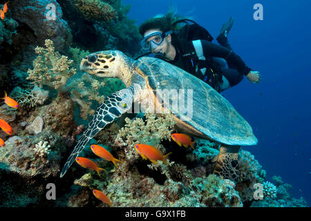 Taucher und Hawksbill Schildkröte, Dahab, Sinai, Ägypten, Golf von Aqaba, Rotes Meer, Afrika / (Eretmochelys Imbricata) Stockfoto