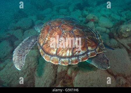 echte Karettschildkröte, Kanarische Inseln, Spanien, Europa, Atlantik / (Eretmochelys Imbricata) Stockfoto