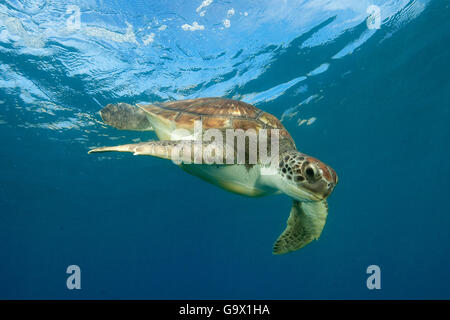 echte Karettschildkröte, Kanarische Inseln, Spanien, Europa, Atlantik / (Eretmochelys Imbricata) Stockfoto