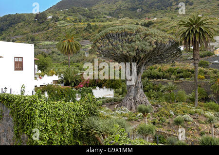 Drago Milenario in Icod de Los Vinos, Teneriffa, Spanien, Kanarische Inseln, Europa / Icod de Los Vinos Stockfoto