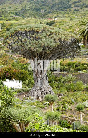 Drago Milenario in Icod de Los Vinos, Teneriffa, Spanien, Kanarische Inseln, Europa / Icod de Los Vinos Stockfoto