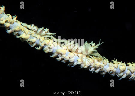 weibliche und männliche Garnelen auf Whipcoral, Yap, Mikronesien, Pazifik / (Dasycaris Zanzibarica) Stockfoto