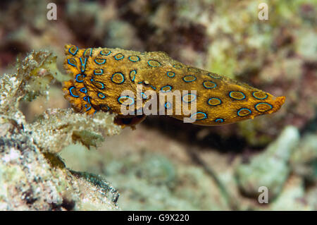 mehr blau-beringte Krake, Cabilao, Visayas, Philippinen, Asien / (Hapalochlaena Lunulata) Stockfoto