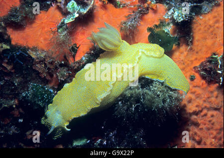 Seeschnecke, Nacktschnecken, mediterrane / (Hypselodoris Elegans) Stockfoto