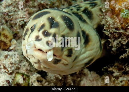 Entdeckt Schlange Aal, Mauritius, Afrika, Indischer Ozean / (Myrichthys Maculosus) Stockfoto