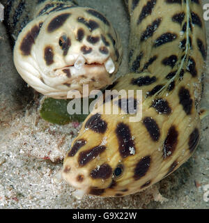 Entdeckt Schlange Aal, Mauritius, Afrika, Indischer Ozean / (Myrichthys Maculosus) Stockfoto