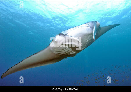 Mantaray, Manta, Ray, Teufels Strahl, Devilray (Manta Birostris) Stockfoto