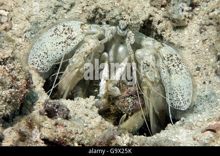 Speer Fangschreckenkrebs Blick aus seinem Loch, Yap, Mikronesien, Asien Pazifik / (Lysiosquilla Maculata) Stockfoto