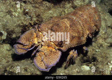 Mediterrane Bärenkrebs, Giglio, Toskana, Italien, Europa, Mittelmeer / (Scyllarides Latus) Stockfoto