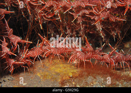 Tanzen, Garnelen, Scharnier-Schnabel-Garnelen, Kamel-Garnelen, Candy Shrimps, indischen Ozean / (Rhynchocinetes Durbanensis) Stockfoto