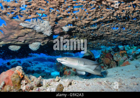 Juvenile White tip Reefshark, Angarosh Reef, Sudan, Afrika, Rotes Meer / (Triaenodon Obesus) Stockfoto