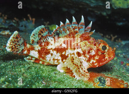 kleiner roter Drachenkopf / (Scorpaena Notata) Stockfoto