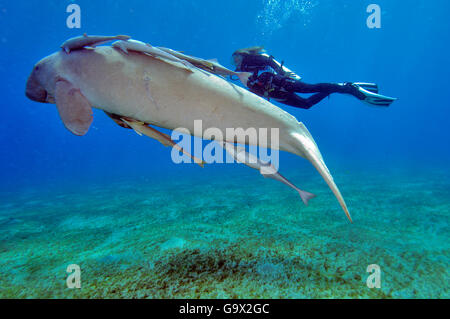 Taucher und Dugong, Abu Dabab, Marsa Alam, Ägypten, Afrika, Rotes Meer / (Dugong Dugong) Stockfoto