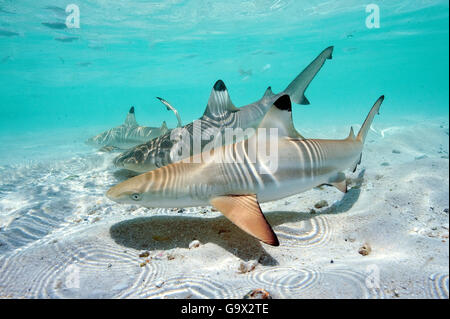 Juvenile Schwarzspitzen-Riffhaie, Maneater, Pazifik, Indischer Ozean, Rotes Meer / (Carcharhinus Melanopterus) Stockfoto