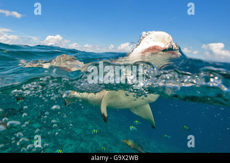 Hai-Attacke der Schwarzspitzen Riffhaie, beißen, beißen, Zähne, Kiefer, Maneater, Pazifik, Indischer Ozean, Rotes Meer / (Carcharhinus Melanopterus) Stockfoto