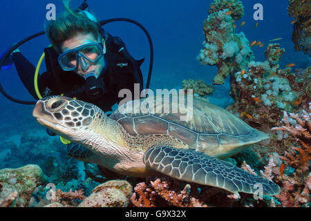 Taucher und Hawksbill Schildkröte, Wasserschildkröte, Hurghada, Ägypten, Rotes Meer, Afrika / (Eretmochelys Imbricata) Stockfoto