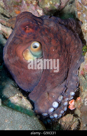 Oktopus, Burma, Asien, Andaman Sea / (Octopus Vulgaris) Stockfoto